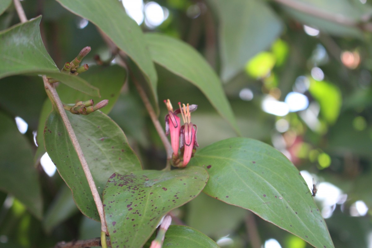 Macrosolen parasiticus (L.) Danser